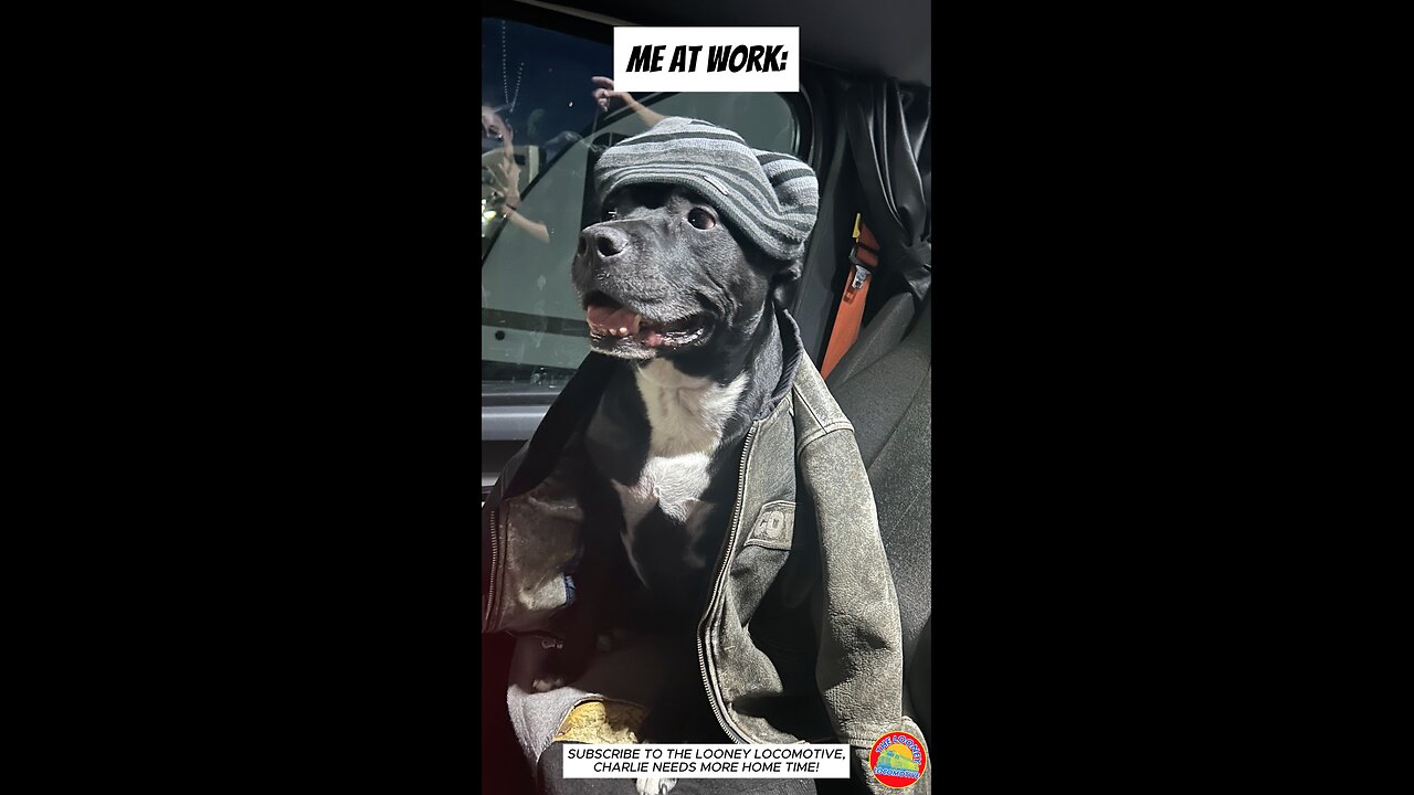 Me at Work VS. When I Get Home #rescuedog #adoptdontshop #pittienation