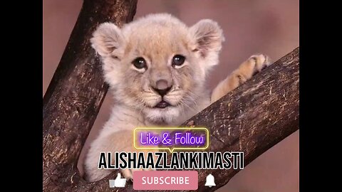 Cub singing #cub #cubs #catsagram #catlove #family #follow #viral #animal #hashtags #happy #satisfy