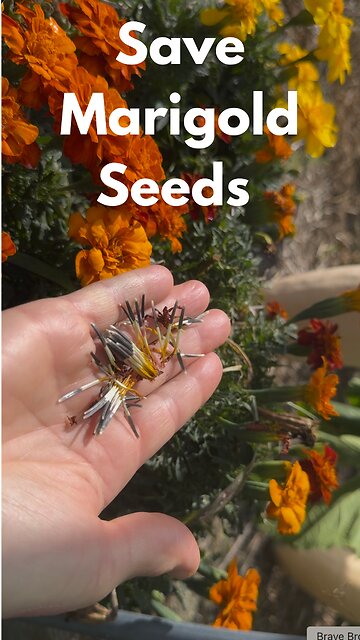 Saving Marigold Seeds are a GAME CHANGER for Gardeners on a Budget