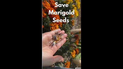 Saving Marigold Seeds are a GAME CHANGER for Gardeners on a Budget