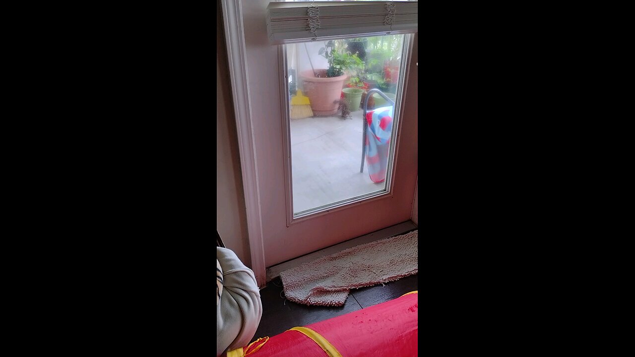 Squirrel came for a visit, cat watches in wonder