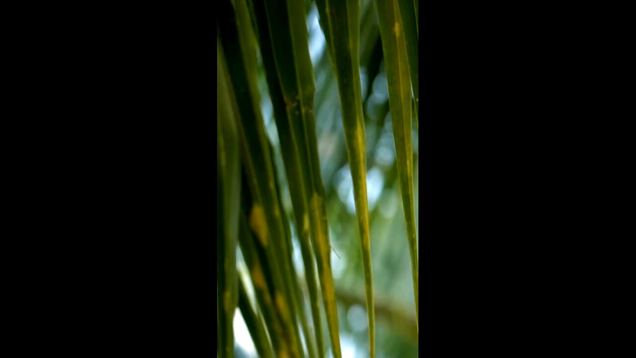 Coconut Miracle Cream is back!