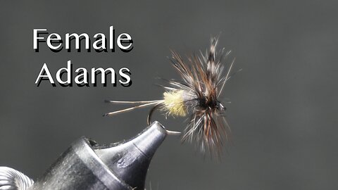 Female Adams dry fly pattern