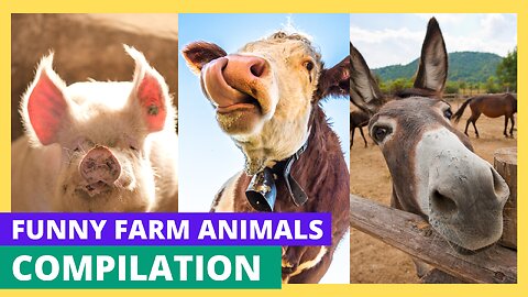 Funniest Farm Animals 🐮🐷