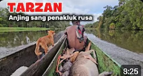 Deer Hunting in the Swamp with a Skilled Hunting Dog