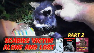 Rescuing a cat with bad scabies infection - she had no hope of surviving here.