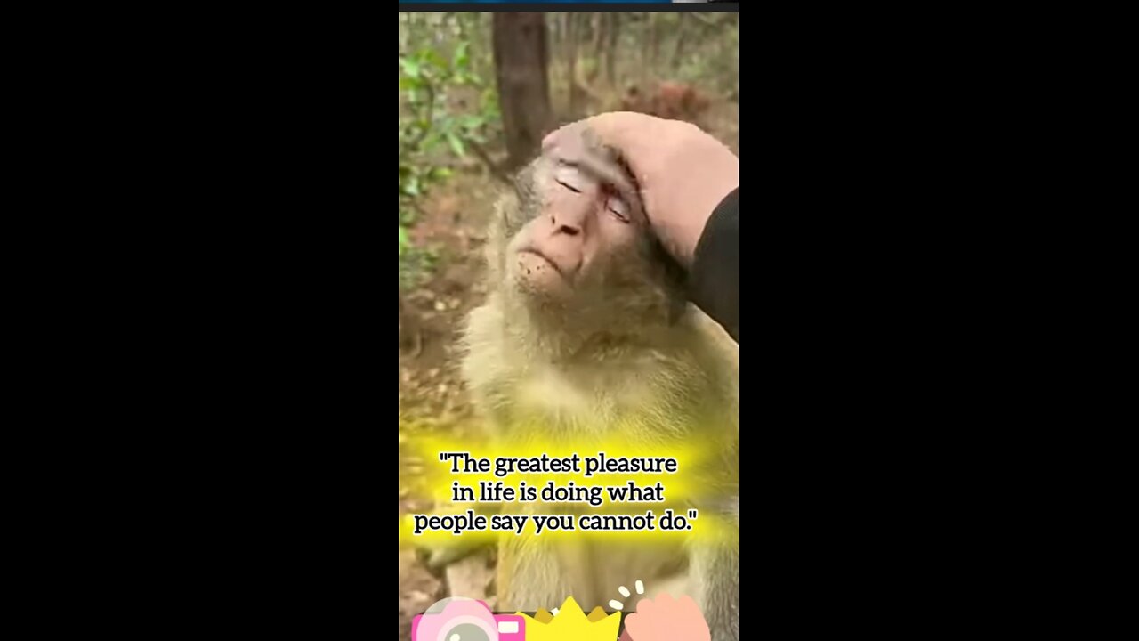 One thing EVERY Monkey Loves