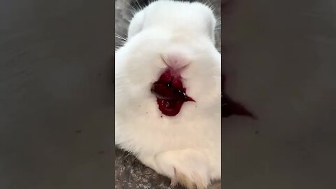 The little rabbit eats cherries and his mouth is full of them. Cute pet debut plan. Rabbit. Past