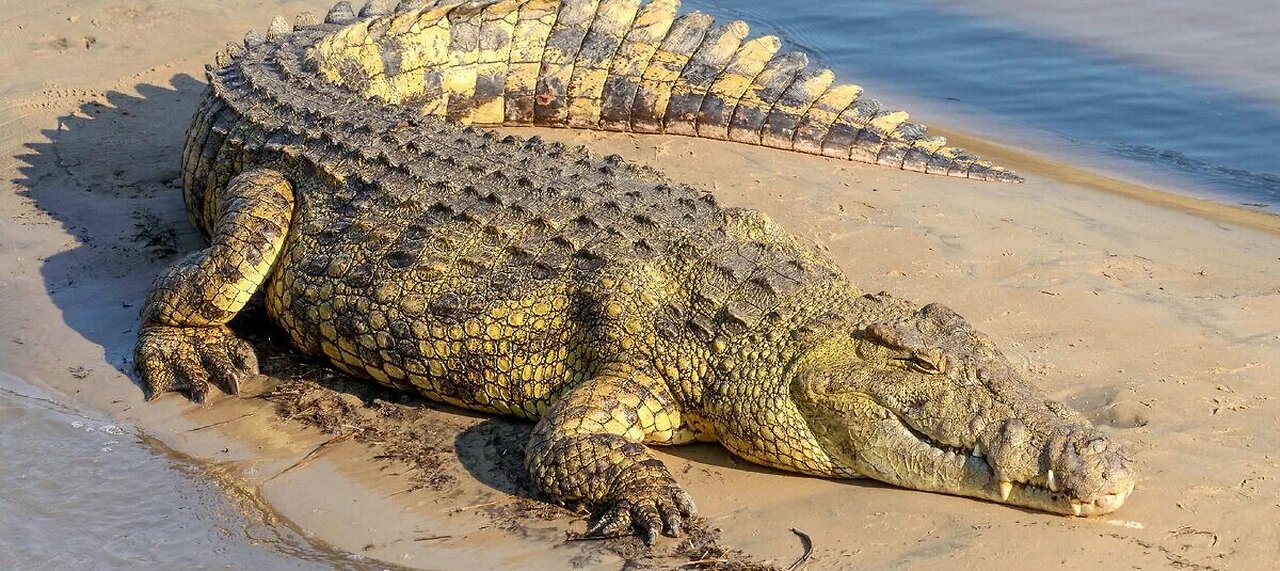 The crocodile race failed.