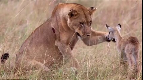 The Most Amazing Animals Saving Other Animals