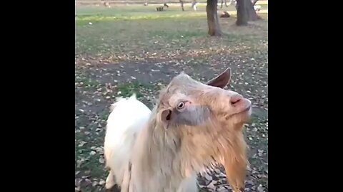 funny goat