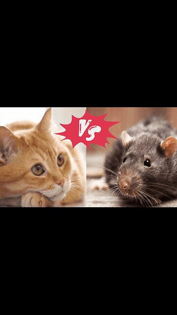Rat Vs Cat # viral