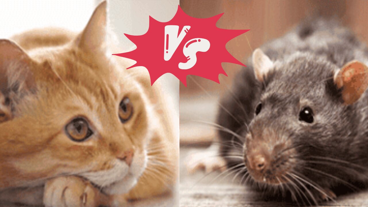 Rat Vs Cat # viral