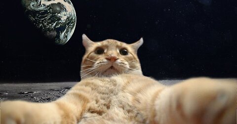 Ginger Cat Rushes to McDonald's 🍔🐈 | Funniest Cat Video 2025