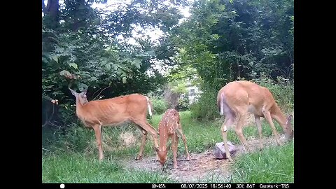 Deer Cam Does And Fawn Game Cam Trail Cam