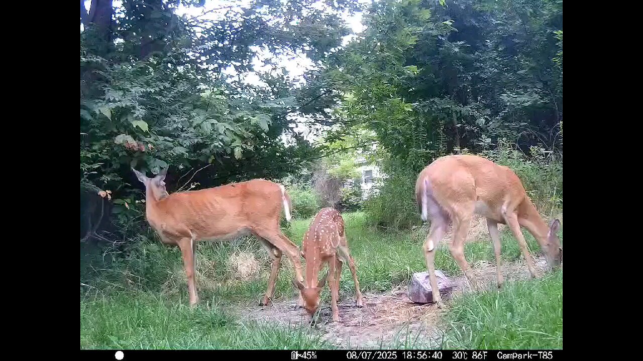 Deer Cam Does And Fawn Game Cam Trail Cam