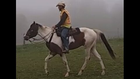 Oakley - eighth ride - seventh ride under saddle 14 May 2025