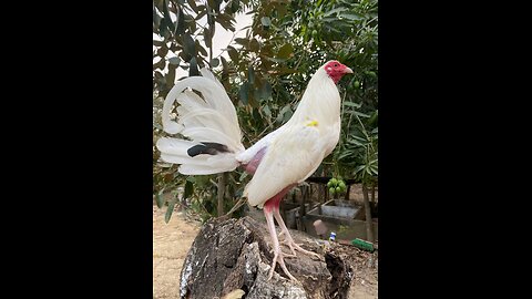 gallos