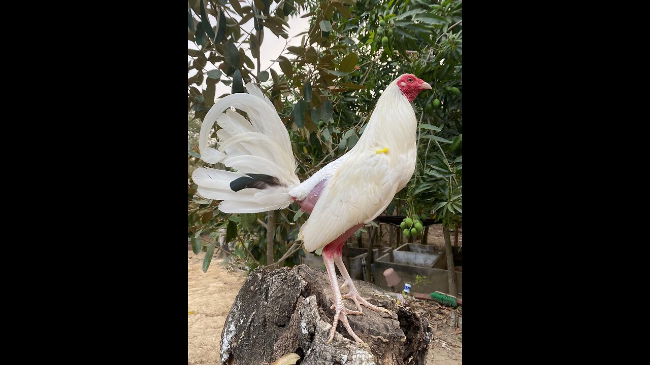 gallos