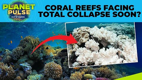 Global Coral Bleaching Hits Record Levels as Global Warming Exceeds 1.2°C | Planet Pulse | N18G
