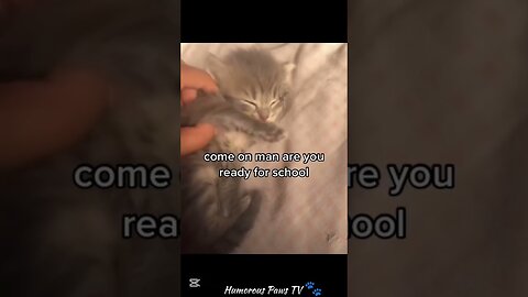 These Pets Are Comedy Gold!