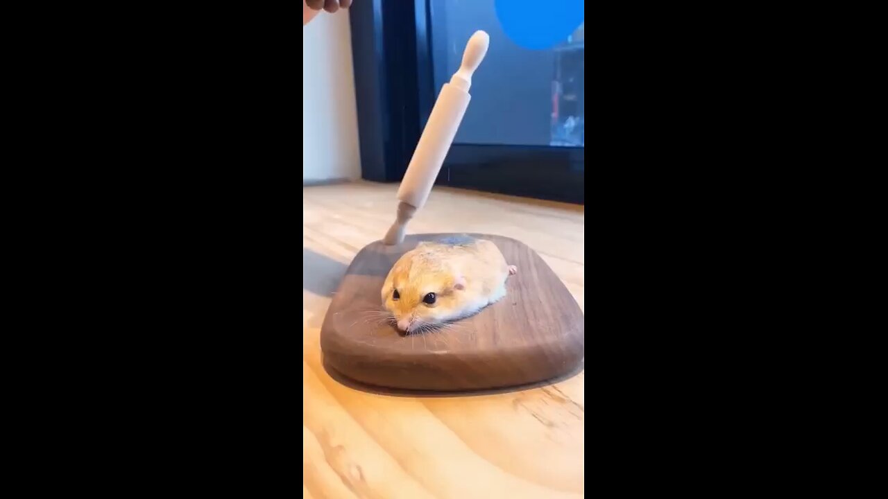 cute Animals