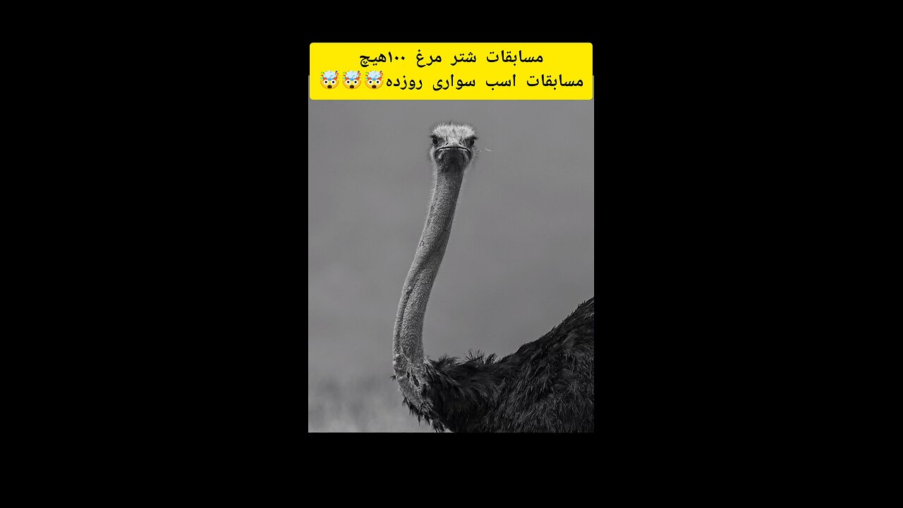 ostrich