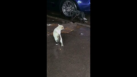 cat fight