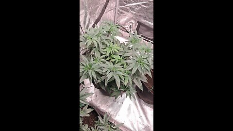 indoor cannabis heading into flower