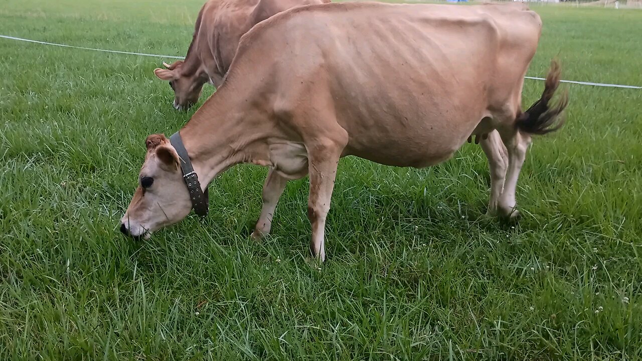 munch munch munch