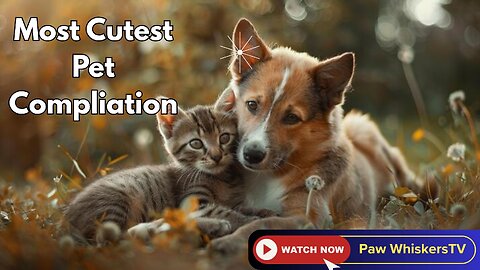 Adorable 30 Minutes | That Melt Hearts