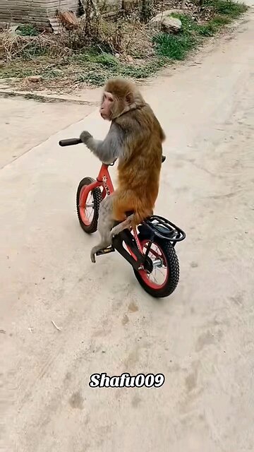 #粉一些亞#pets#pets#delicious#funny #animals#funny videos#for you