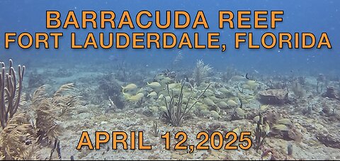 SCUBA Diving Barracuda Reef in Fort Lauderdale, Florida