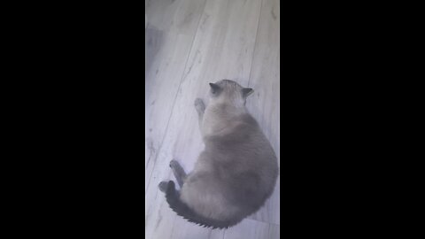 Why is my cat so lazy?