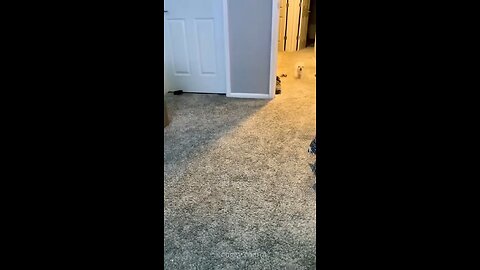 dog snap