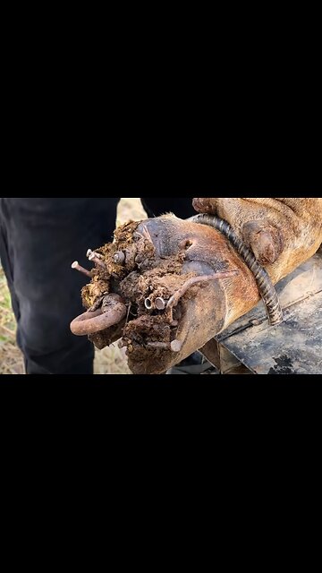 there’s a FOUNTAIN of PUS from this cow's hoof!