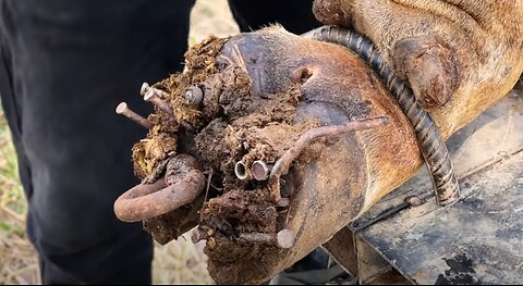 there’s a FOUNTAIN of PUS from this cow's hoof!