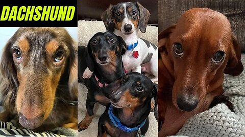 The Best Video Compilation Dachshund Around The World Sausages Pure Breed Weiner Miniature Puppies
