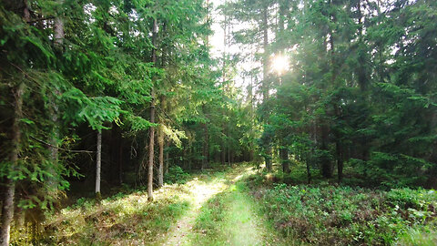 Forest Stroll with Nature Sounds | HD ASMR