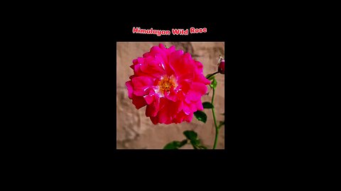 Himalayan Wild Rose — beauty born where the mountains breathe