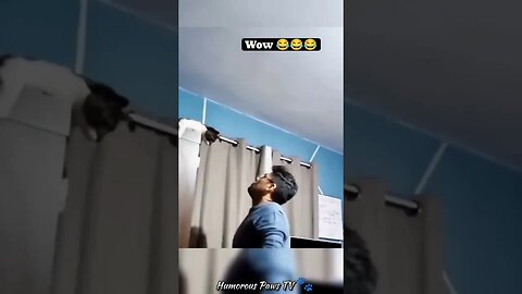 Funny animals 2024😂- Funniest Cats and Dogs Video😹🐶 #43