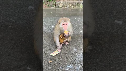 Feed the poor mother and baby monkeys cake while bathing in the rain