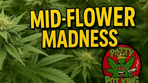 💨 “Mid-Flower Madness! 5.5 Weeks In & Canopy Going Crazy”