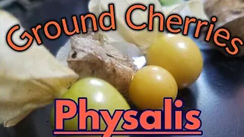 Ground Cherries -Physalis