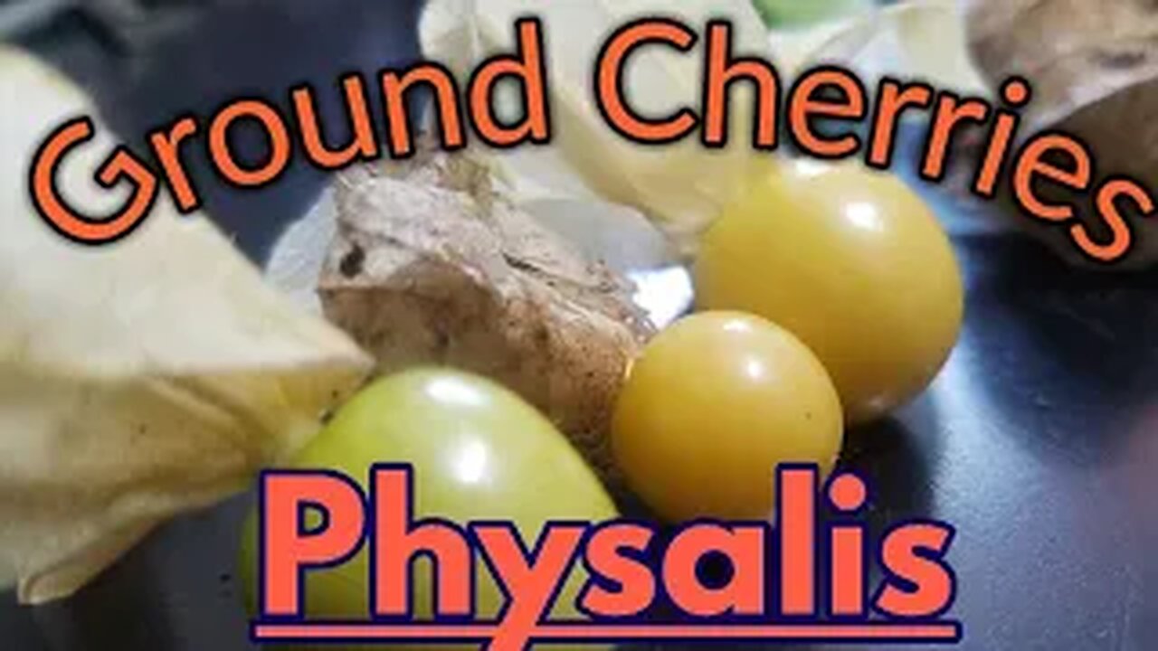 Ground Cherries -Physalis