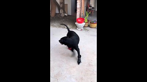 Super dog