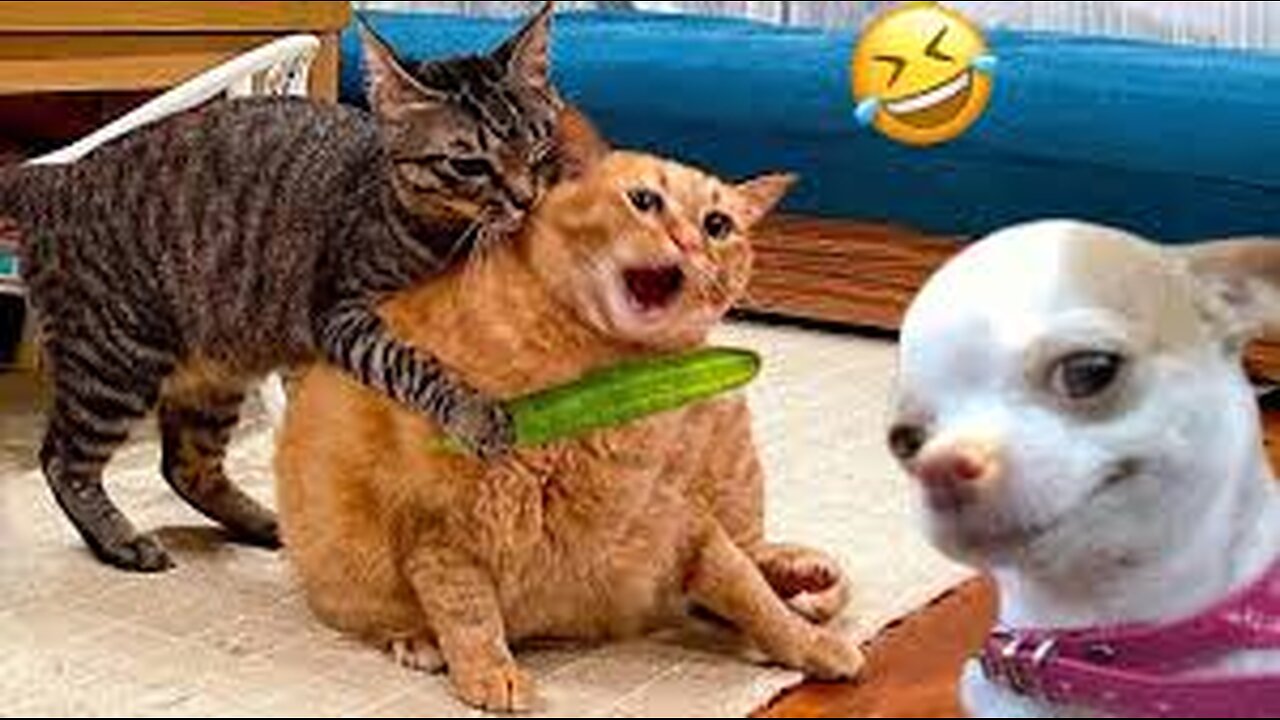 The Funniest Cat & Dog Moments Compilation