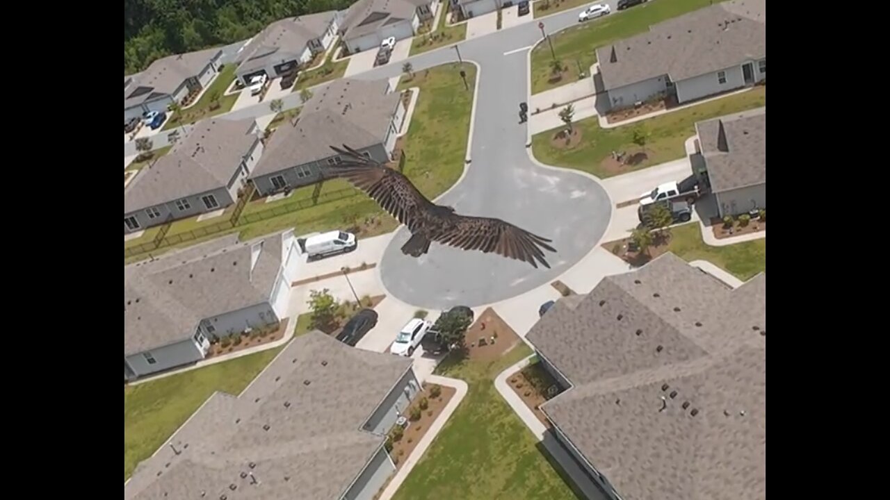 🦅 Windmills Of Your Mind - Sting 🦅