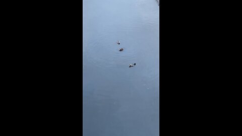 Mallard Ducks 🦆 #mallardducks #viral #shorts #ducks #duck #followme #trending #swimming