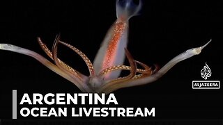 South Atlantic Ocean livestream: Argentinian project finds worldwide audience